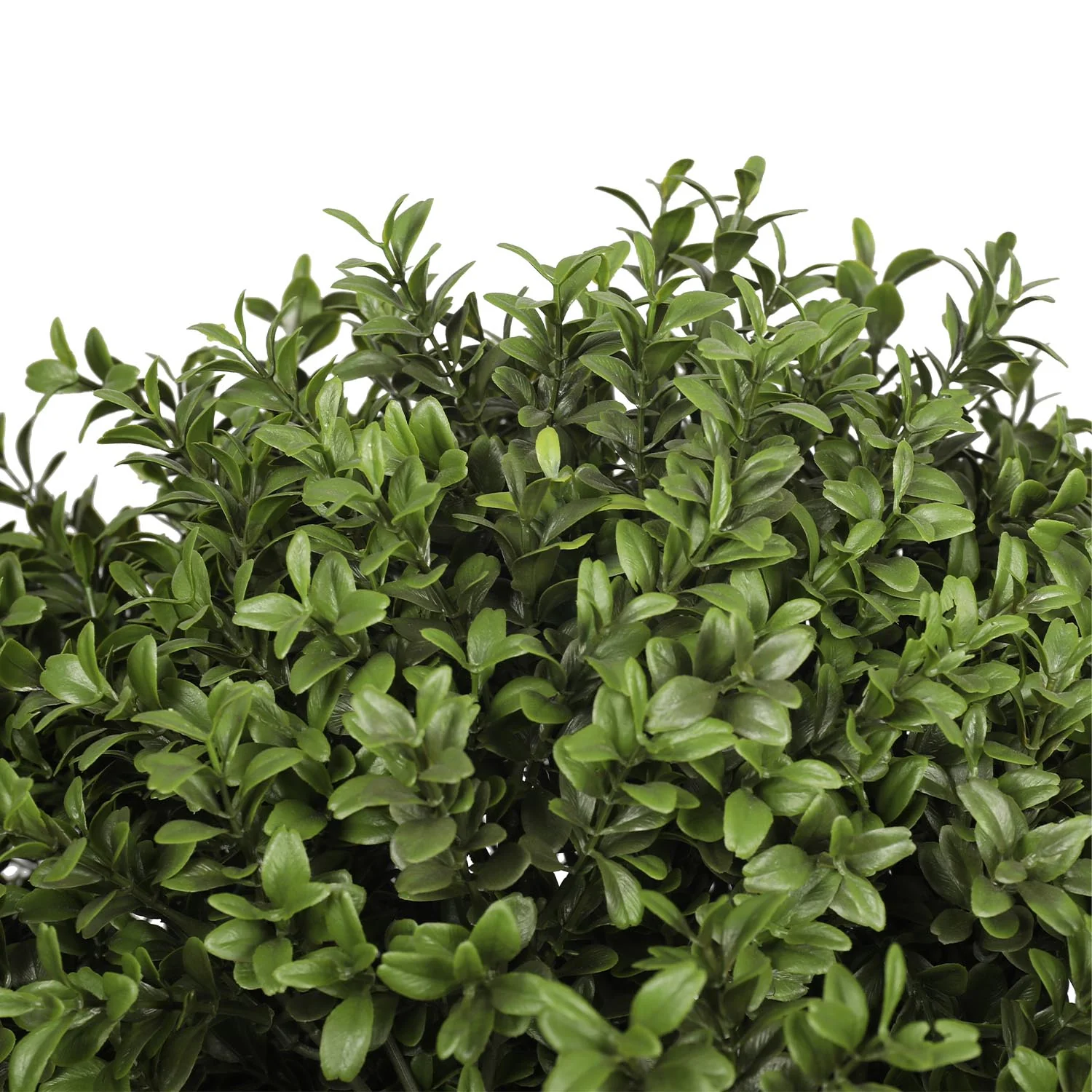 Outdoor buxus ball tree - long trunk - Image 3