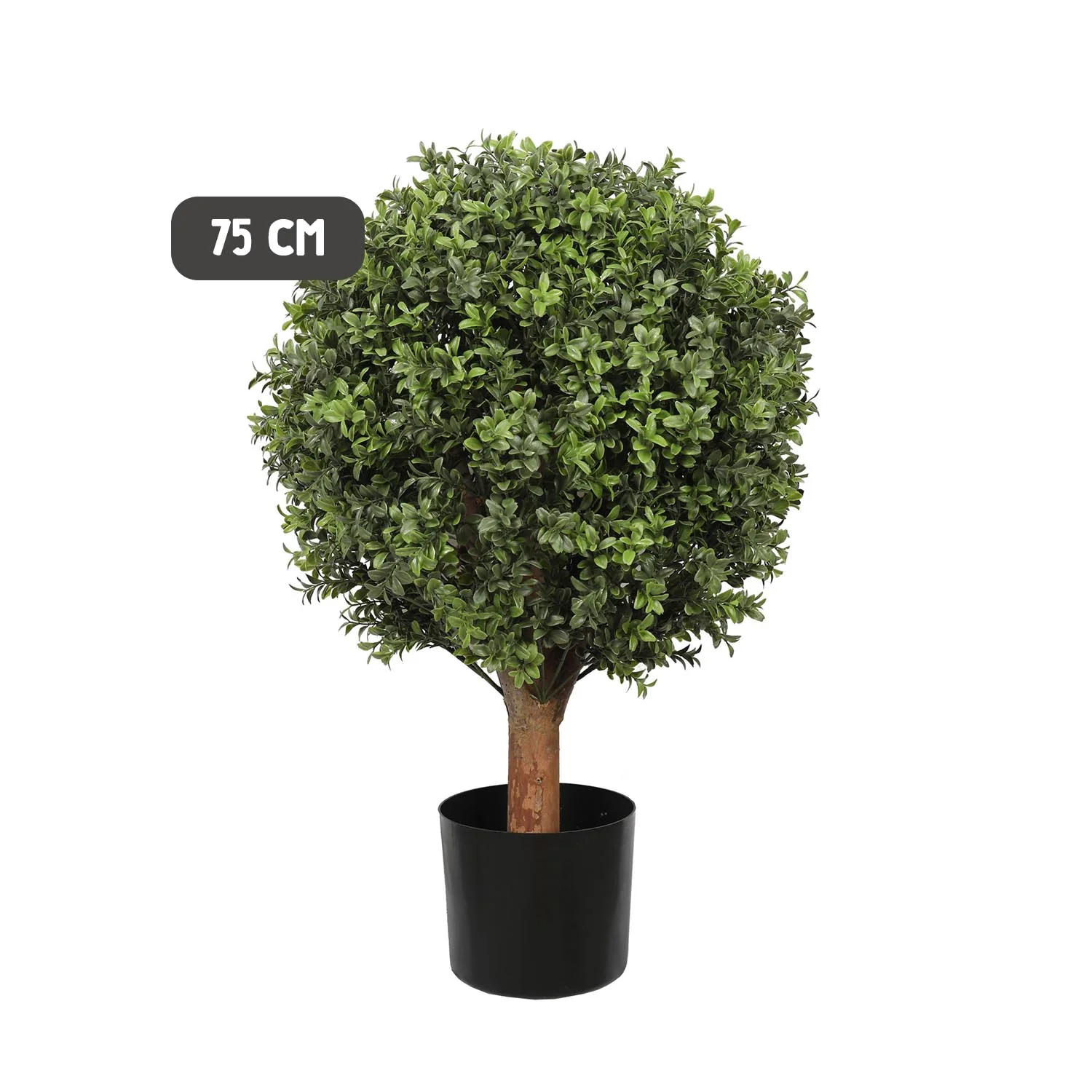 Outdoor buxus ball tree - short trunk - Image 5