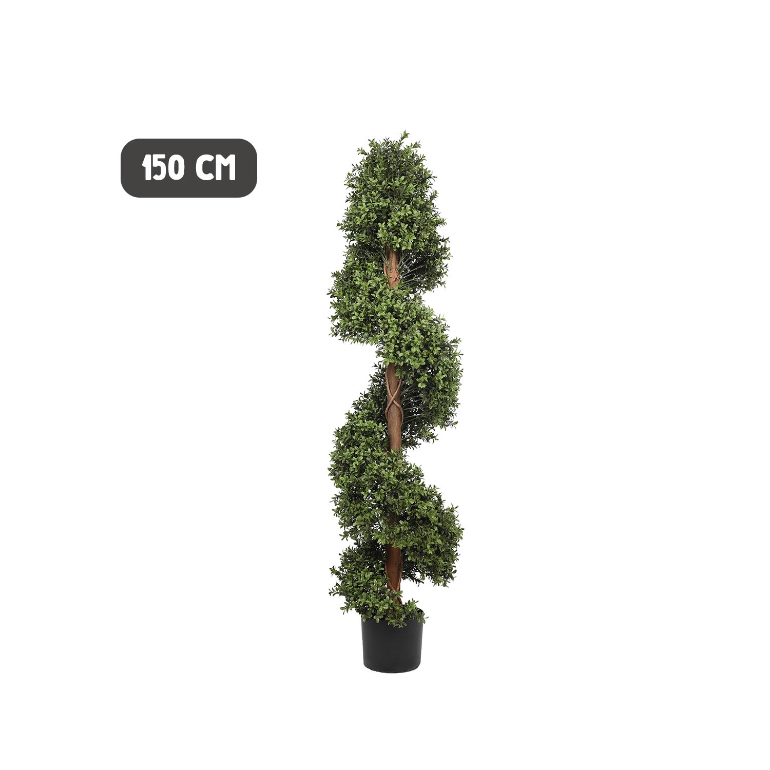 Outdoor buxus spiral tree - Image 6