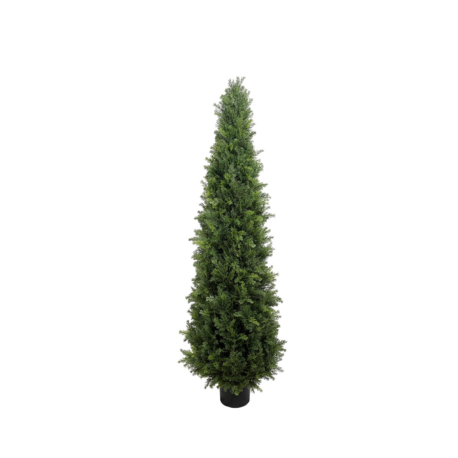 Outdoor conifer tower tree