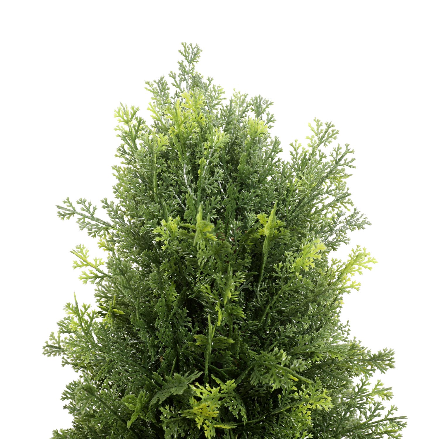 Outdoor conifer tower tree - Image 2