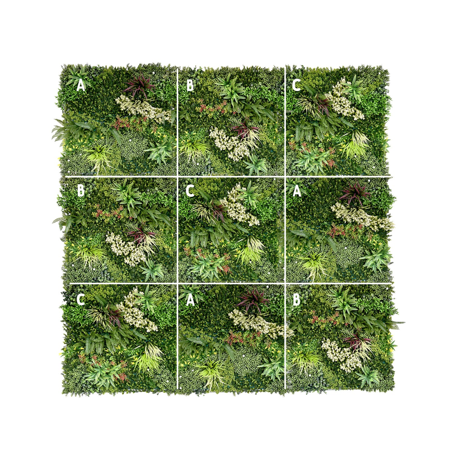 Monteverde - Image 6