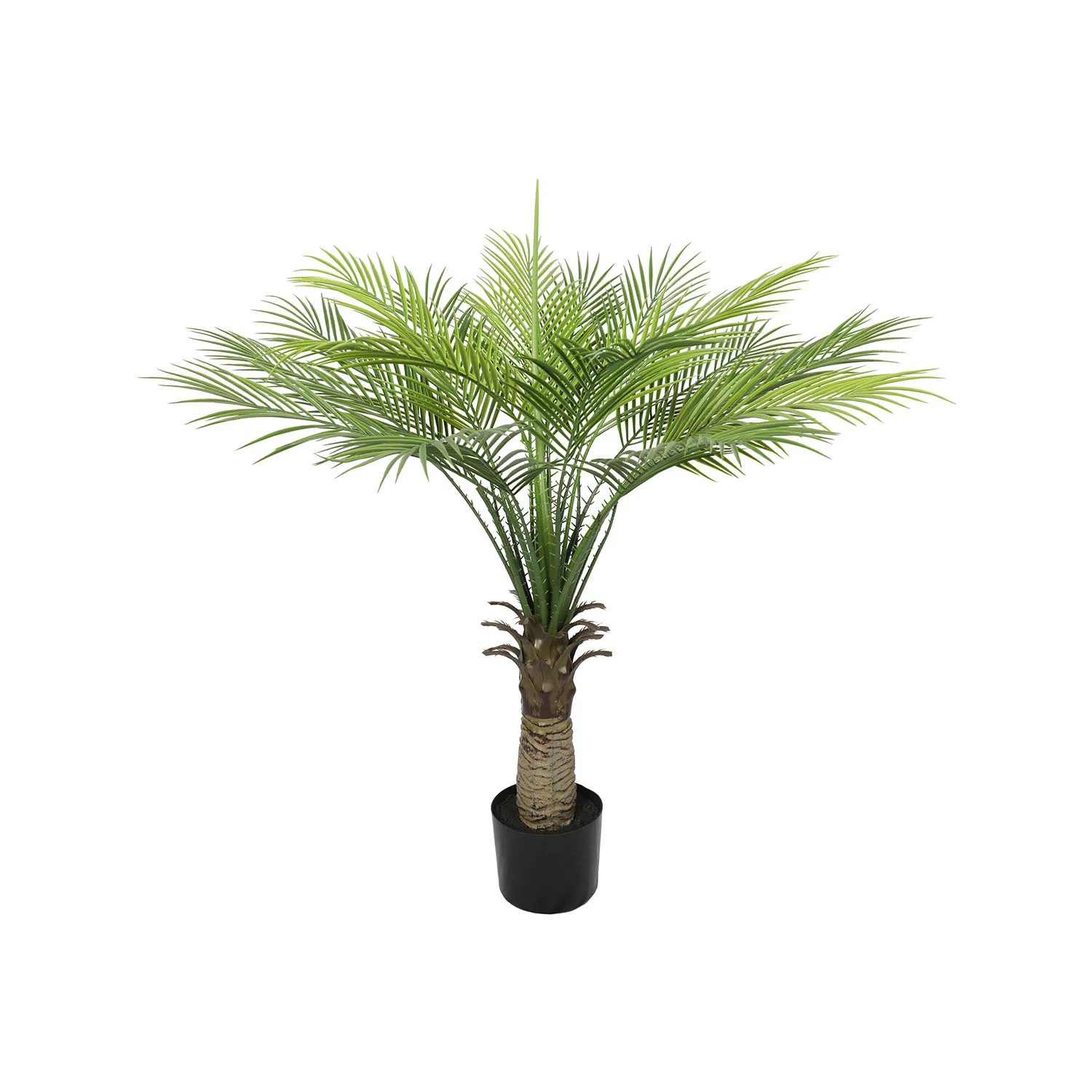 Outdoor palm tree
