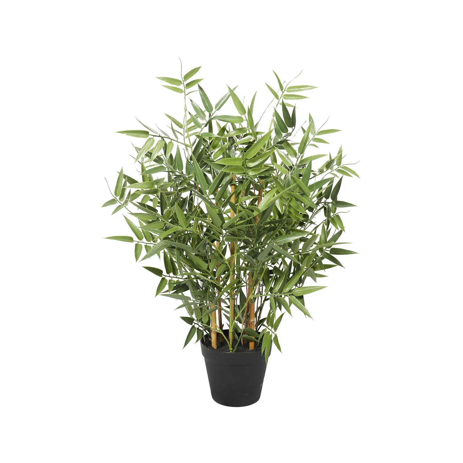 Outdoor small bamboo tree