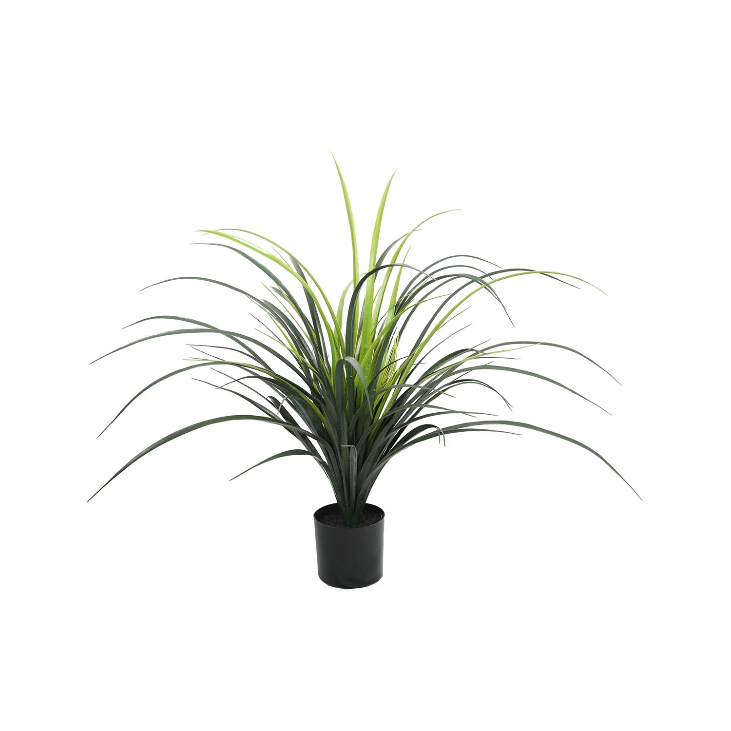 Outdoor yucca plant
