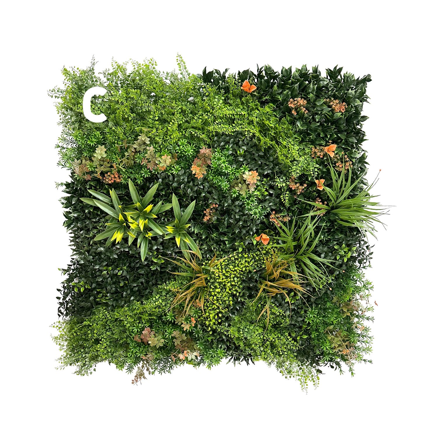 Sumatra - Image 7