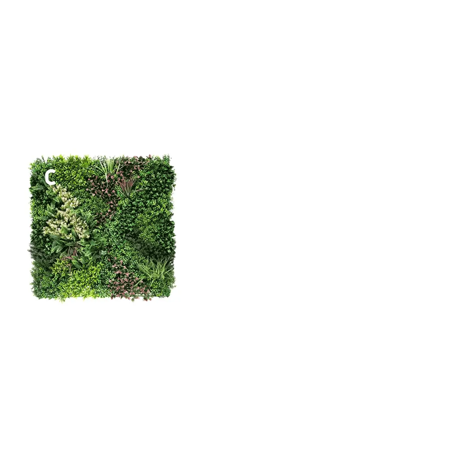 Valdivian - Image 10