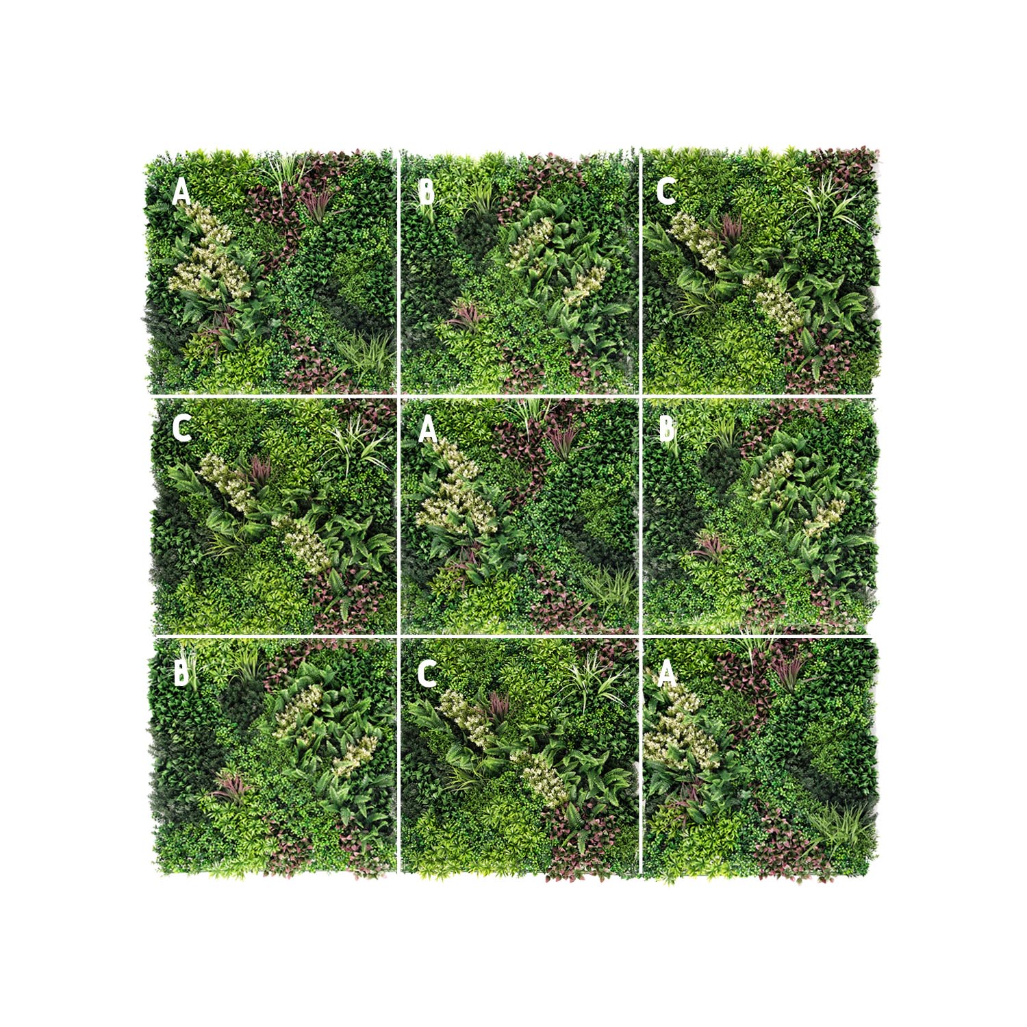 Valdivian - Image 3