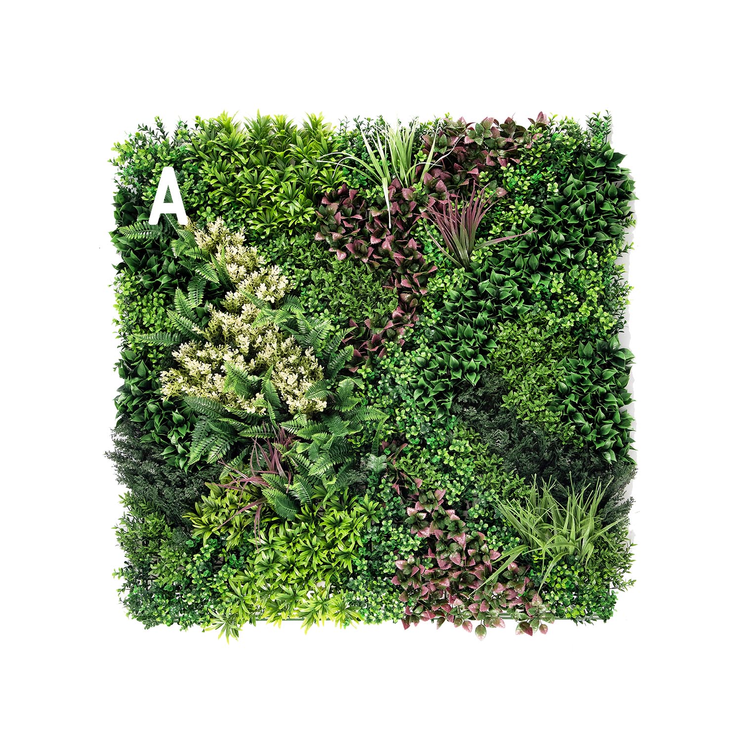 Valdivian - Image 5