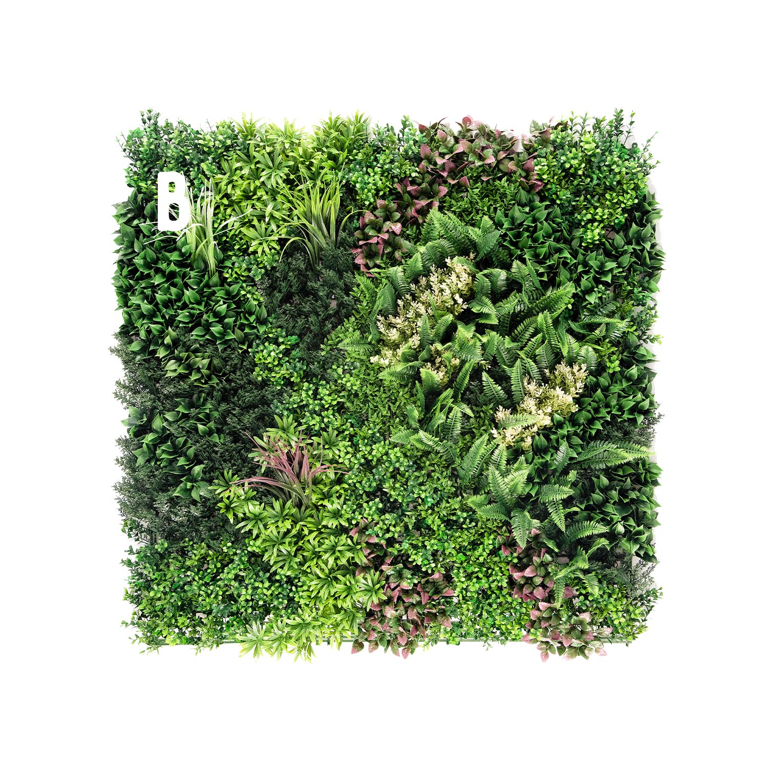 Valdivian - Image 6
